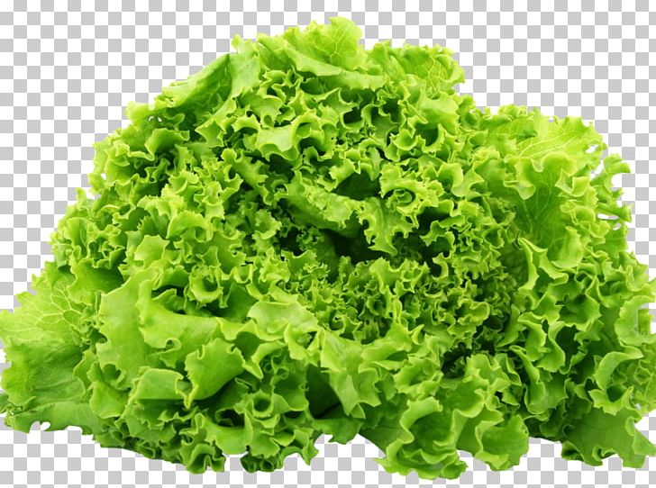 Romaine Lettuce Portable Network Graphics Caesar Salad Vegetable PNG, Clipart, Butterhead Lettuce, Caesar Salad, Celtuce, Endive, Food Free PNG Download