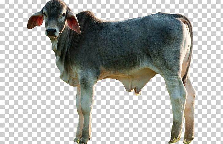Calf Nelore Girolando Cattle Ox Bull PNG, Clipart, Animal, Bull, Calf, Cattle, Cattle Like Mammal Free PNG Download