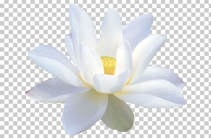 Nelumbo Nucifera White Lotus Photography .am PNG, Clipart, Aquatic Plant, Balsam, Flower, Flowering Plant, Information Free PNG Download