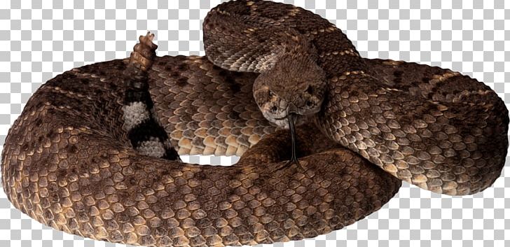 Rattlesnake Reptile Pit Viper PNG, Clipart, Animals, Boa Constrictor, Boas, Catoftheday, Cubiro Free PNG Download