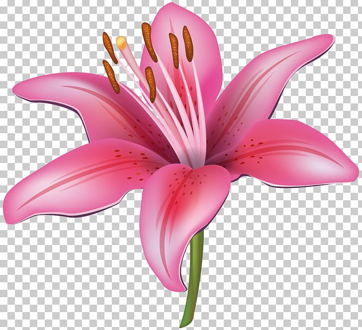 Tiger Lily Arum-lily Flower PNG, Clipart, Arumlily, Calla Lily, Clip Art, Color, Cut Flowers Free PNG Download