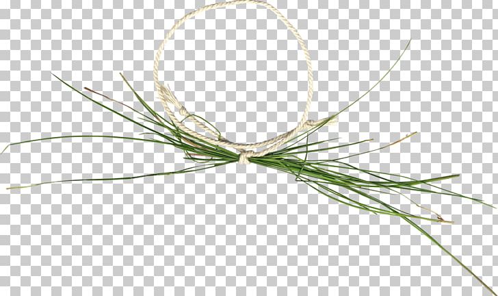Twig Plant Stem Grasses Flower Family PNG, Clipart, Elements Of Life, Family, Flower, Grass, Grasses Free PNG Download