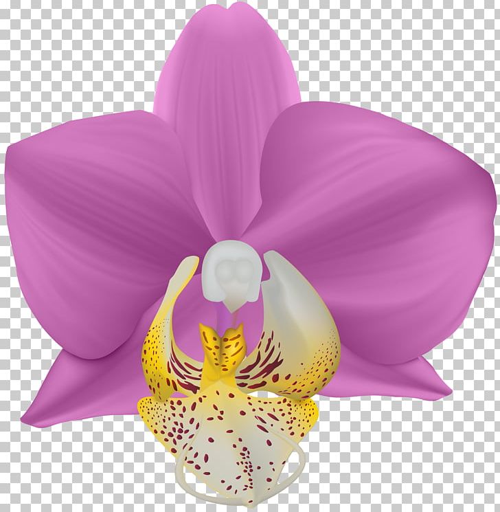 Violet Moth Orchids Flower PNG, Clipart, African Violets, Cattleya, Cattleya Orchids, Clip Art, Cut Flowers Free PNG Download