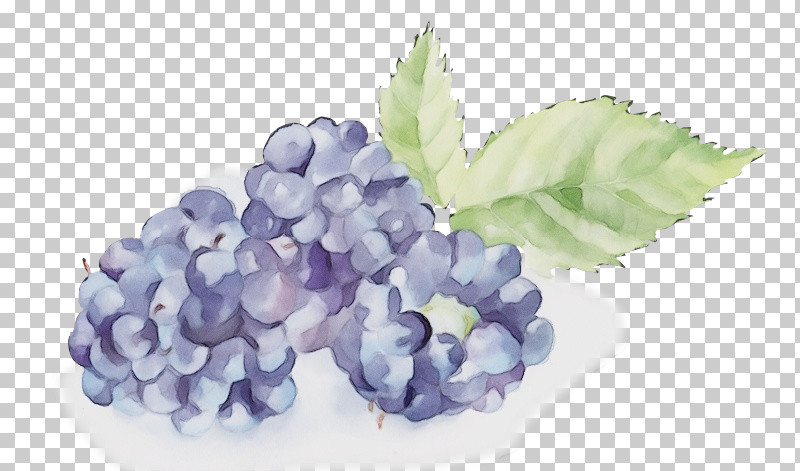 Lavender PNG, Clipart, Bilberry, Family Grapevine, Flower, French Hydrangea, Fruit Free PNG Download