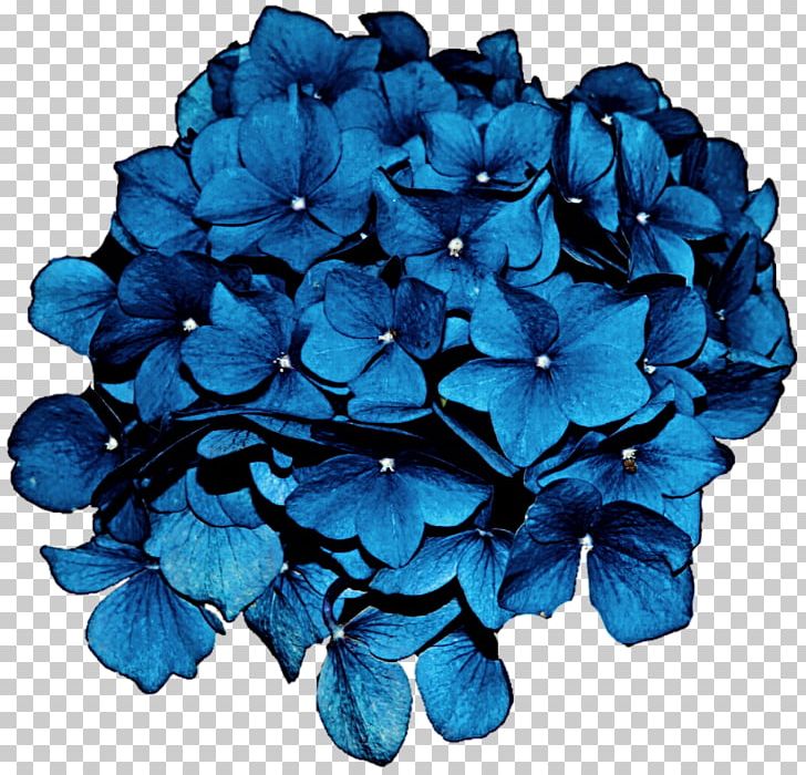 Hydrangea Flower Blue PNG, Clipart, Blue, Clip Art, Cobalt Blue, Cornales, Cut Flowers Free PNG Download