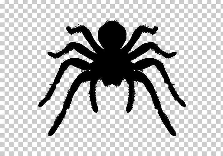 Spider Brazilian Whiteknee Tarantula Arthropod Icon PNG, Clipart, Animal, Arachnid, Black, City Silhouette, Encapsulated Postscript Free PNG Download
