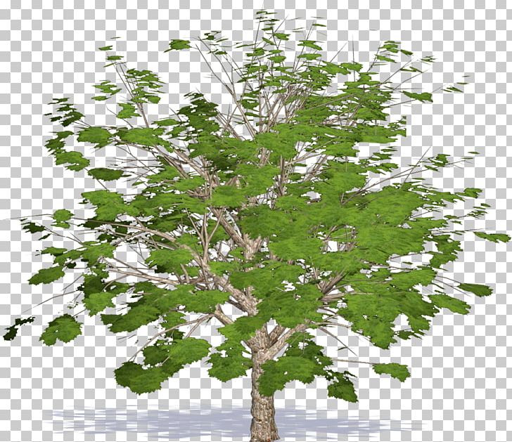 Twig Plane Trees Leaf Plane Tree Family PNG, Clipart, Branch, Chestnut, Leaf, Nature, Plane Tree Family Free PNG Download