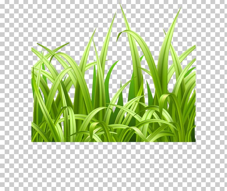 Adobe Illustrator PNG, Clipart, Adobe Illustrator, Artworks, Background Green, Botany, Commodity Free PNG Download