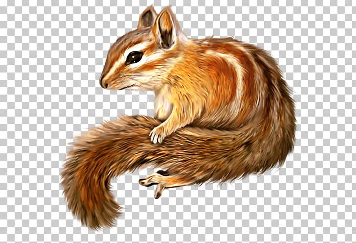 Chipmunk Squirrel Portable Network Graphics PNG, Clipart, Animals, Chipmunk, Drawing, Encapsulated Postscript, Fauna Free PNG Download