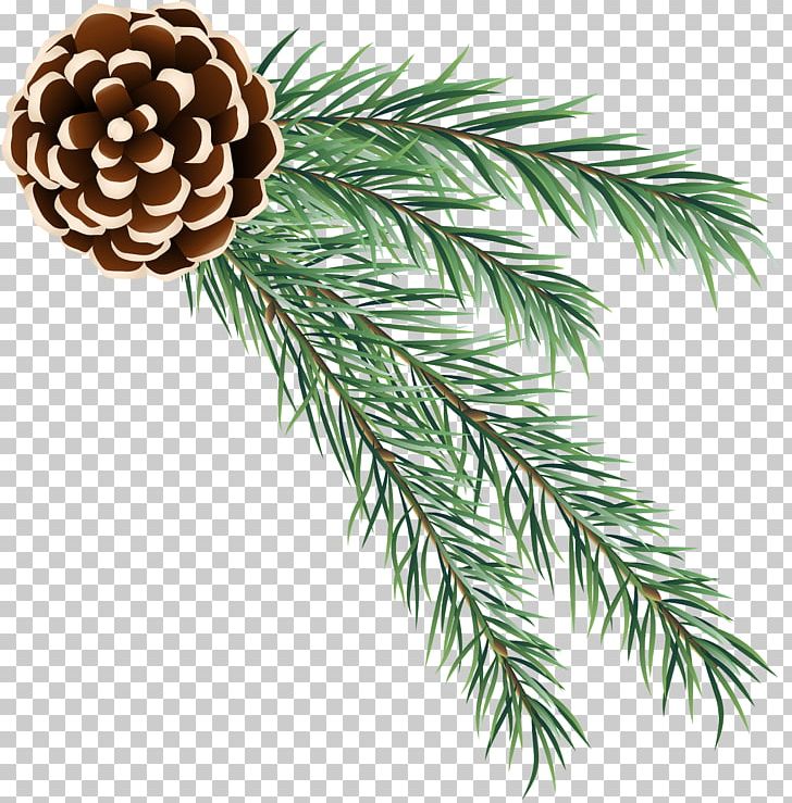 Fir PNG, Clipart, Art Museum, Branch, Christmas, Christmas Decoration, Christmas Ornament Free PNG Download