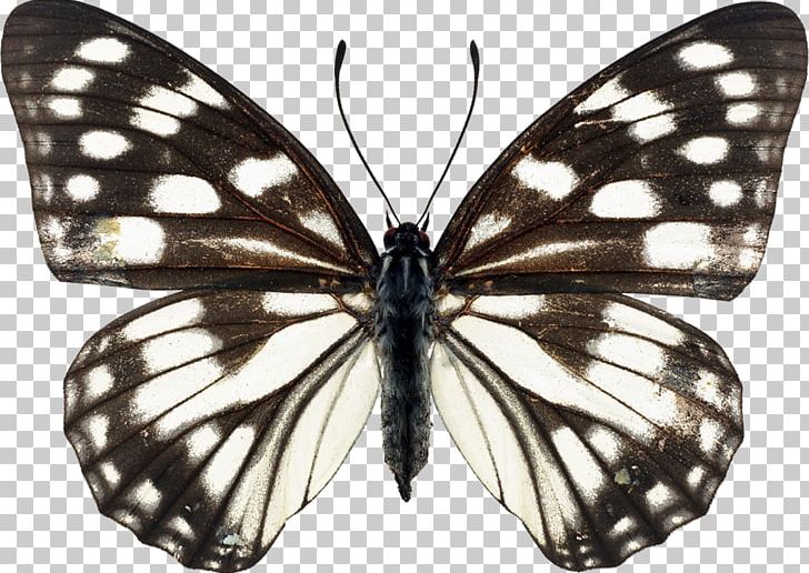 Monarch Butterfly Pieridae Brush-footed Butterflies Gossamer-winged Butterflies PNG, Clipart, Arthropod, Brush Footed Butterfly, Color, Insects, Lycaenid Free PNG Download