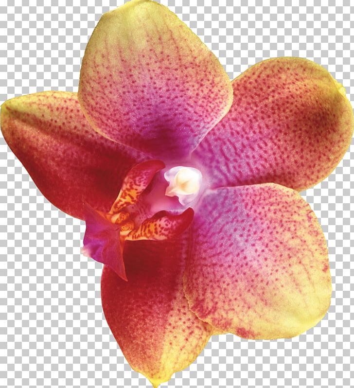 Moth Orchids Flower Plant PNG, Clipart, Cattleya, Chomikujpl, Cut Flowers, Digital Image, Flower Free PNG Download