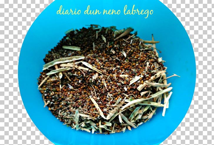Nilgiri Tea Hōjicha Tea Plant PNG, Clipart, Bancha, Ceylon Tea, Dianhong, Earl Grey Tea, Hojicha Free PNG Download