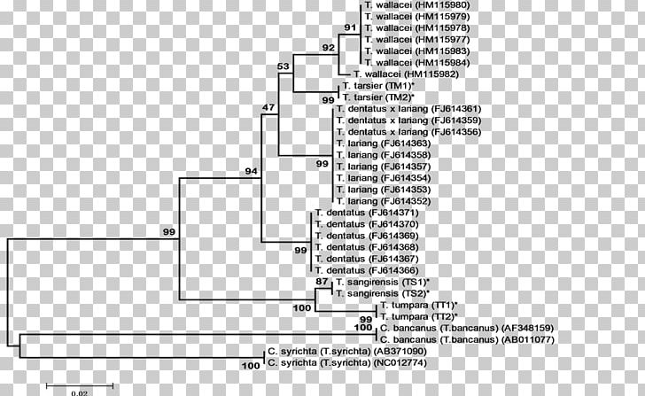 Primate Phylogenetic Tree Philippine Tarsier Phylogenetics Spectral Tarsier PNG, Clipart, Angle, Area, Diagram, Drawing, Elevation Free PNG Download