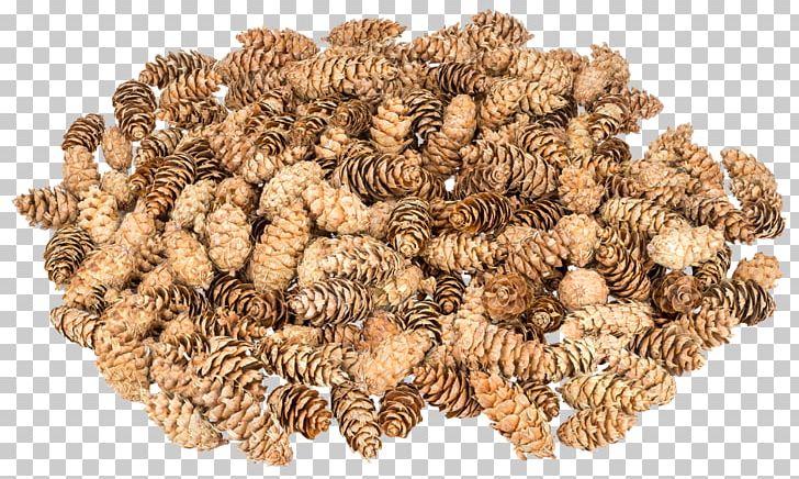 Strobilus Douglas Fir Tree Pinus Cembra Conifer Cone PNG, Clipart, Branch, Conifer Cone, Cupressus, Douglas Fir, Fir Free PNG Download