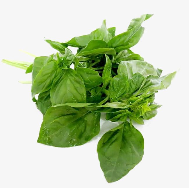 Basil Leaf Material PNG, Clipart, Basil, Basil Clipart, Basil Leaves, Delicious, Fresh Free PNG Download