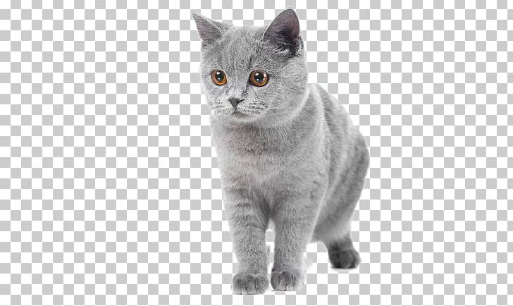 British Shorthair Abyssinian Russian Blue Kitten PNG, Clipart, American Shorthair, American Wirehair, Animal, Animals, Asia Free PNG Download