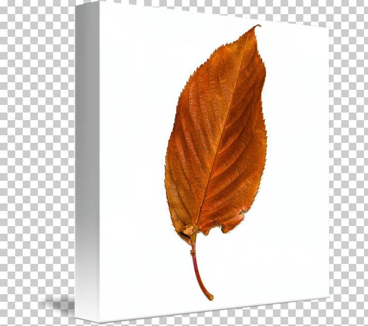 Leaf Kind Art Poster Canvas PNG, Clipart, Art, Barry, Brown, Canvas, Chris Free PNG Download