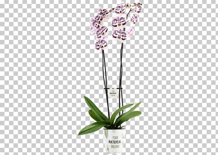 Moth Orchids Cut Flowers Flowerpot Plant Stem PNG, Clipart, Cut Flowers, Flora, Flower, Flowering Plant, Flowerpot Free PNG Download