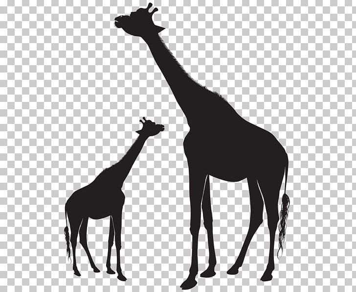 Silhouette PNG, Clipart, Black And White, Drawing, Fauna, Giraffe, Giraffidae Free PNG Download