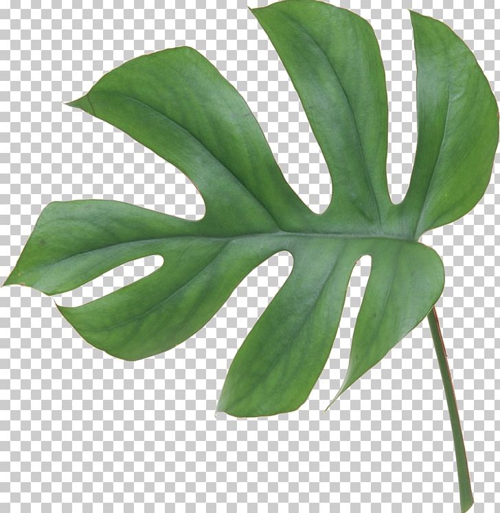 Swiss Cheese Plant Leaf Flower Philodendron Bipinnatifidum PNG, Clipart, Arecaceae, Artificial Flower, Flower, Leaf, Leaf Flower Free PNG Download