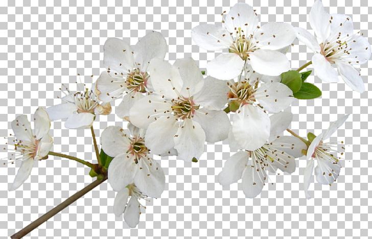 Cherry Blossom Cut Flowers Petal PNG, Clipart, Blossom, Branch, Callie, Cherry, Cherry Blossom Free PNG Download