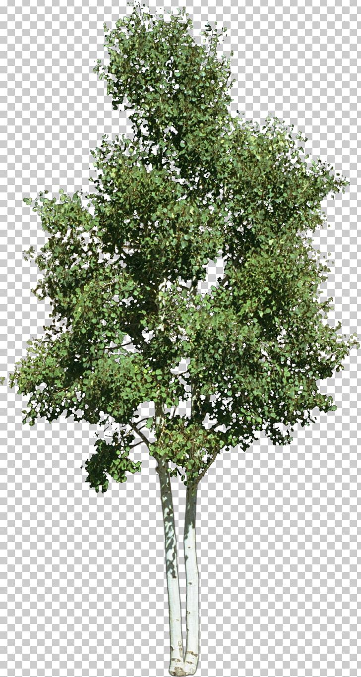 Look At Trees PNG, Clipart, Birch, Branch, Bushes, Clip Art, Desktop Wallpaper Free PNG Download