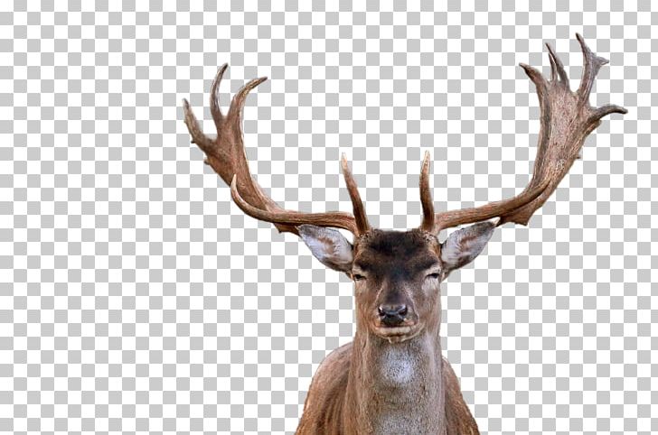 Red Deer Elk Antler PNG, Clipart, Animals, Antler, Deer, Elk, Eventoed Ungulate Free PNG Download
