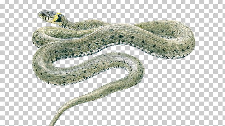 Sidewinder Boa Constrictor Kingsnakes Grass Snake PNG, Clipart, Animal, Boa Constrictor, Boas, Colubridae, Common Garter Snake Free PNG Download