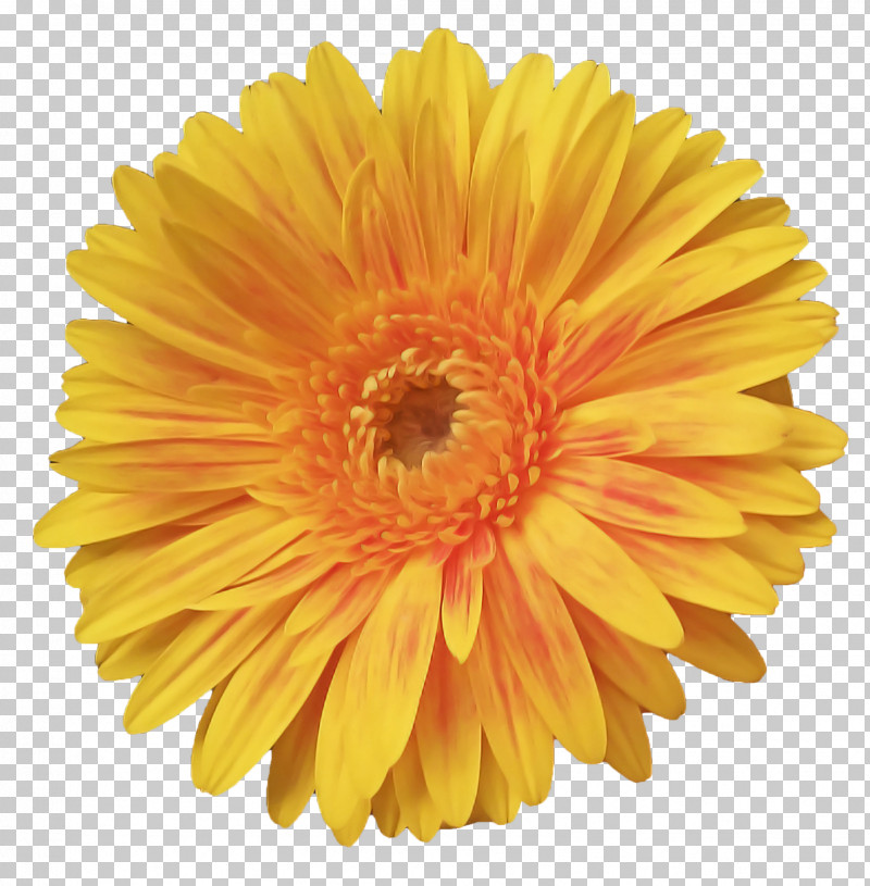 Artificial Flower PNG, Clipart, Annual Plant, Artificial Flower, Asterales, Barberton Daisy, Calendula Free PNG Download