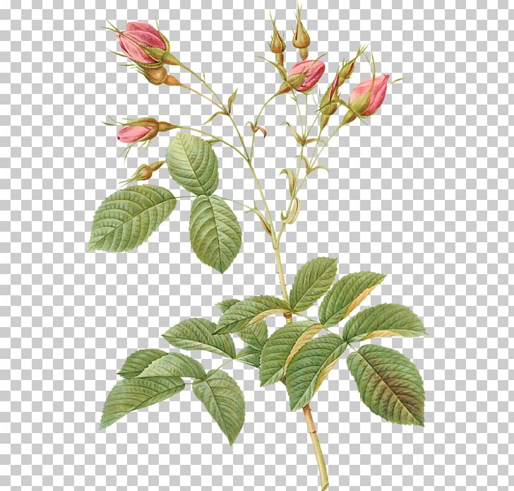 Cabbage Rose Pierre-Joseph Redouté (1759-1840) Les Roses Art PNG, Clipart, Artist, Branch, Bud, Drawing, Flower Free PNG Download