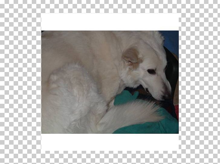 Poodle American Eskimo Dog Kuvasz Great Pyrenees Samoyed Dog PNG, Clipart, American Eskimo Dog, Animals, Breed, Carnivoran, Crossbreed Free PNG Download