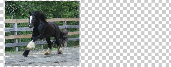 Stallion Mustang Mare Pack Animal Freikörperkultur PNG, Clipart, Grass, Gypsy Horse, Horse, Horse Like Mammal, Livestock Free PNG Download
