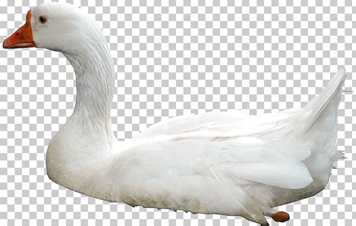 Swan PNG, Clipart, Swan Free PNG Download