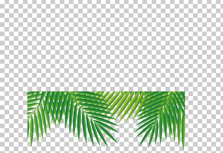 Tropics Adobe Illustrator PNG, Clipart, Beach, Coco, Coconut, Coconut Leaves, Coconut Milk Free PNG Download