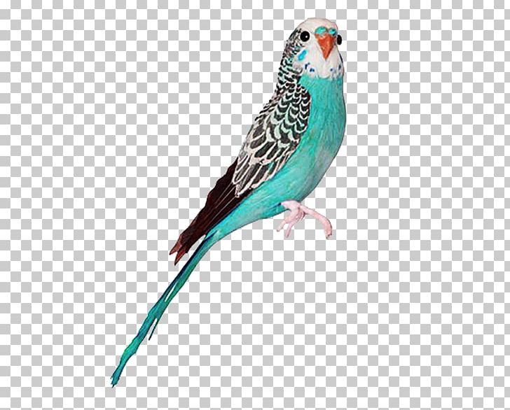 Budgerigar Bird True Parrot Owl Goose PNG, Clipart, Animals, Atlantic Canary, Beak, Birds, Blue Free PNG Download