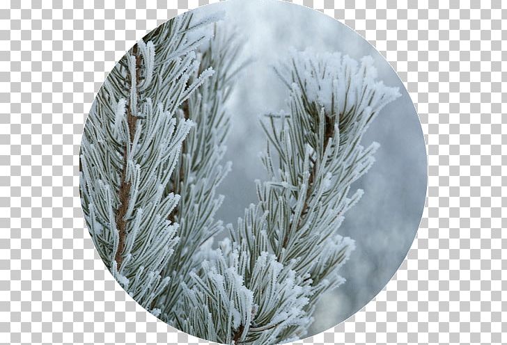 Fir Christmas Ornament Spruce Autumn Winter PNG, Clipart, Allium, Allium Altissimum, Autumn, Branch, Christmas Ornament Free PNG Download