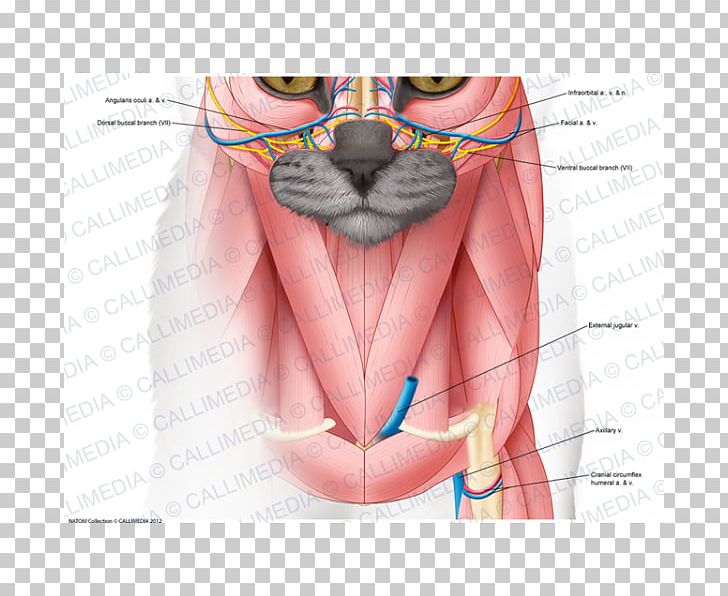 Head And Neck Anatomy Head And Neck Anatomy Human Anatomy Muscle PNG, Clipart, Abdomen, Anatomy, Blood Vessel, Chest, Chin Free PNG Download