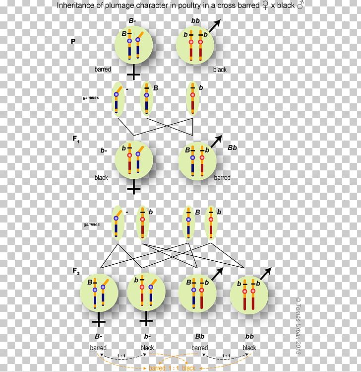 Line Technology Point PNG, Clipart, Angle, Area, Art, Circle, Diagram Free PNG Download