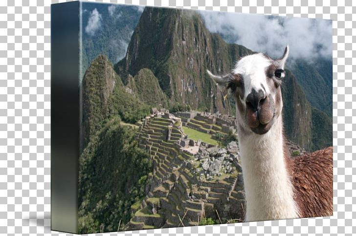 Machu Picchu Llama Inca Empire New7Wonders Of The World Photobombing PNG, Clipart, Altiplano, Camel Like Mammal, Cusco, Fauna, Goat Free PNG Download