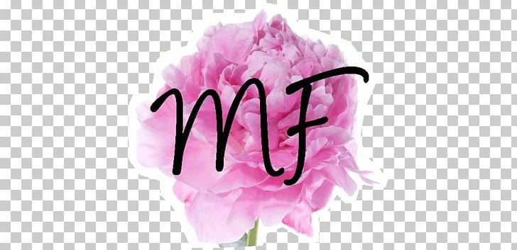 Peony Pink Flowers Cut Flowers Flower Bouquet PNG, Clipart, Arumlily, Color, Cut Flowers, Desktop Wallpaper, Flower Free PNG Download
