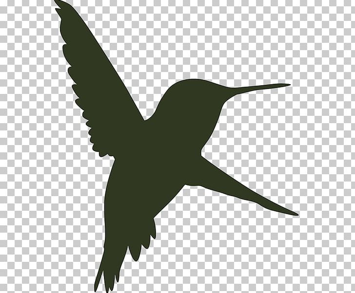 Beak Bird Wing Wildlife Feather PNG, Clipart, Animals, Beak, Bird, Fauna, Feather Free PNG Download