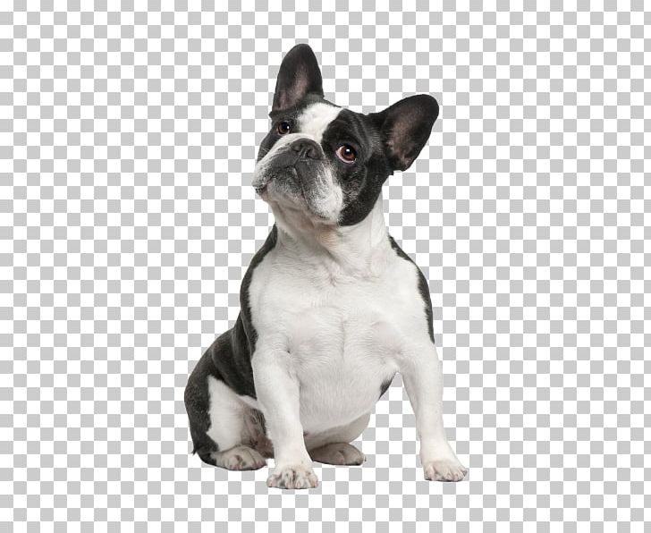 French Bulldog Boston Terrier American Bulldog American Staffordshire Terrier PNG, Clipart, American Bulldog, Animals, Boston Terrier, Breed, Bulldog Free PNG Download
