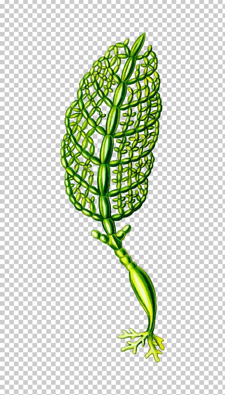 Art Forms In Nature Algae Seaweed Plant PNG, Clipart, Alga, Algae, Art Forms In Nature, Calcareous, Calcareous Sponge Free PNG Download
