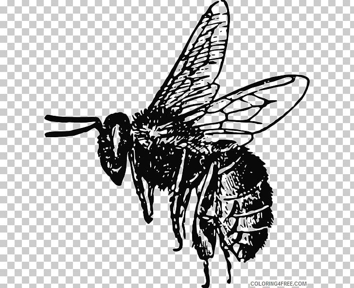 Bumblebee Honey Bee PNG, Clipart, Arthropod, Bee, Beehive, Black And White, Fictional Character Free PNG Download