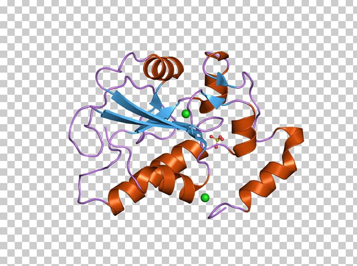 CDC25B Phosphatase Enzyme Gene PNG, Clipart, 2 A, 2 K, Art, Art Museum, Cdc Free PNG Download
