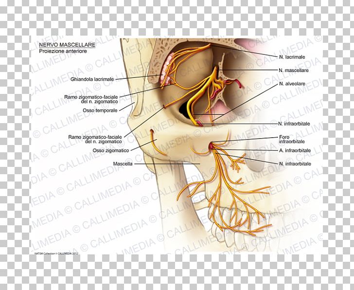 Infraorbital Nerve Maxillary Nerve Zygomatic Nerve PNG, Clipart, Anatomy, Angle, Arm, Artery, Bone Free PNG Download