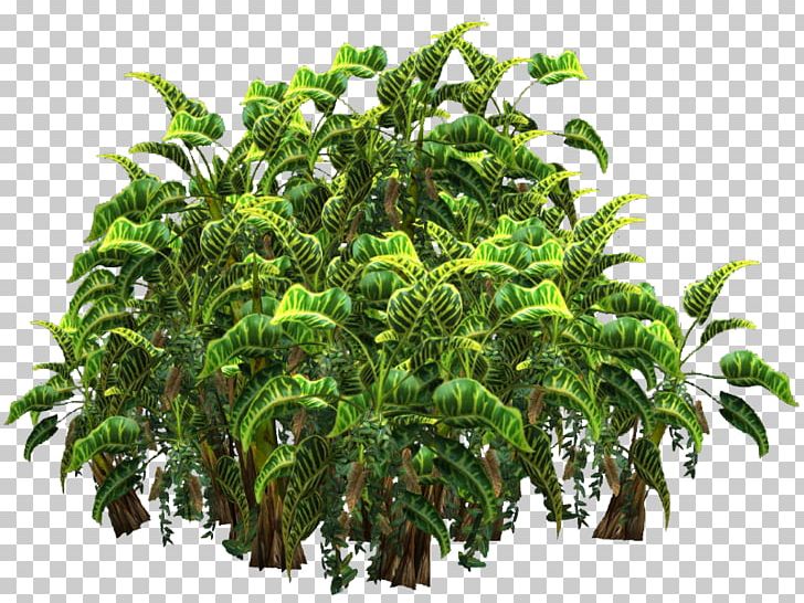 Tree Plant Shrub Hyophorbe PNG, Clipart, Arecaceae, Areca Palm, Chamaedorea Elegans, Color, Computer Icons Free PNG Download