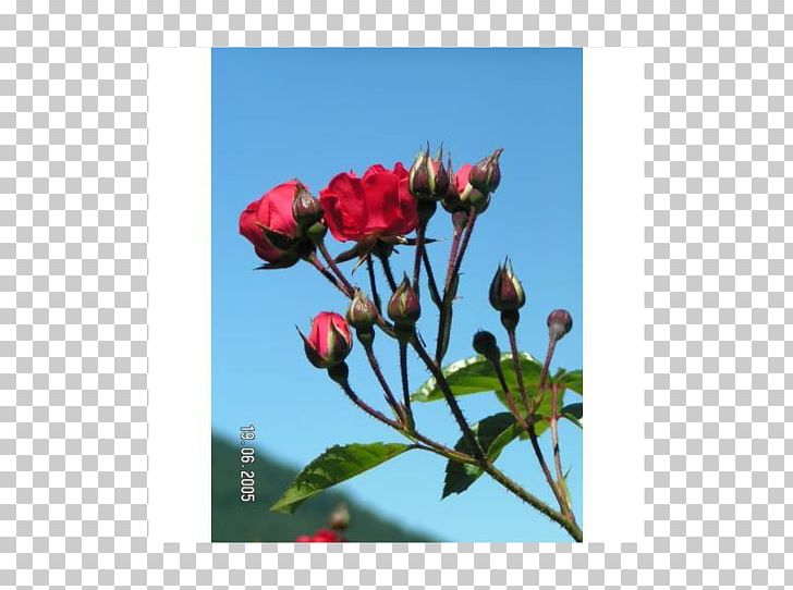 Petal Rose Family Bud Plant Stem Herbaceous Plant PNG, Clipart, Blossom, Branch, Bud, Chaff, Flora Free PNG Download