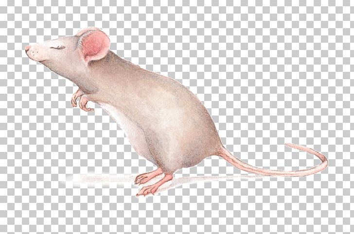 Rat Mouse Gerbil Drawing PNG, Clipart, Animaatio, Animals, Cartoon, Drawing, Fauna Free PNG Download